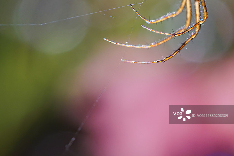 湿蜘蛛网特写图片素材