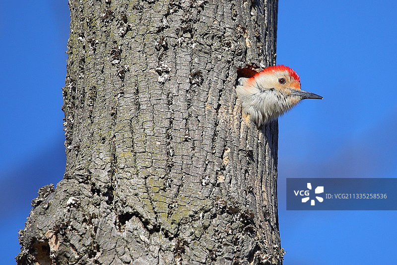 仰视加拿大安大略省伦敦市停在树上的啄木鸟图片素材