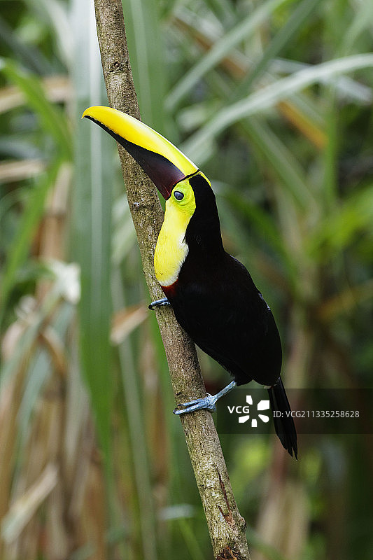 哥斯达黎加树枝上栖息的巨嘴鸟特写图片素材