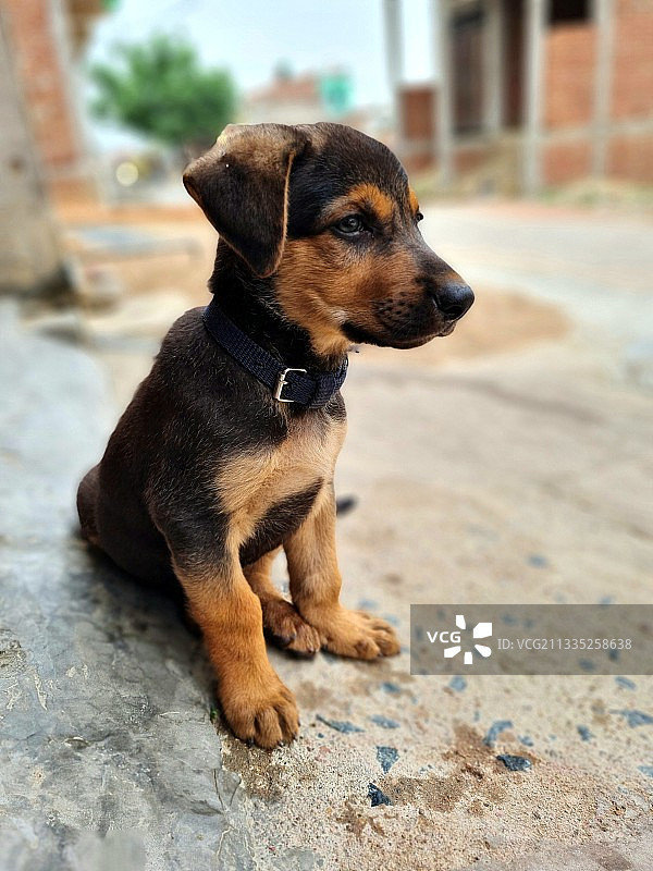 户外坐着的小狗特写，印度图片素材