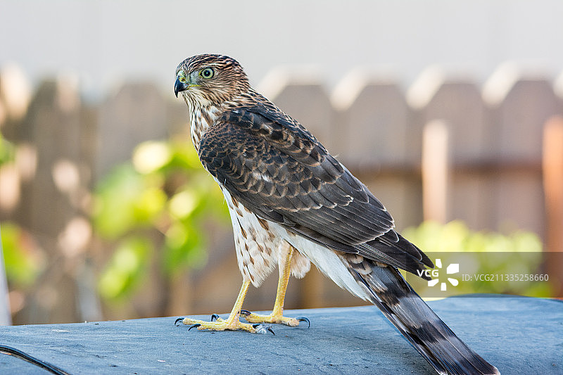 栖息在栏杆上的鹰特写，美国加利福尼亚州圣何塞图片素材