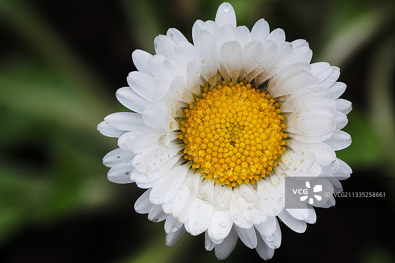 白色雏菊花的特写图片素材