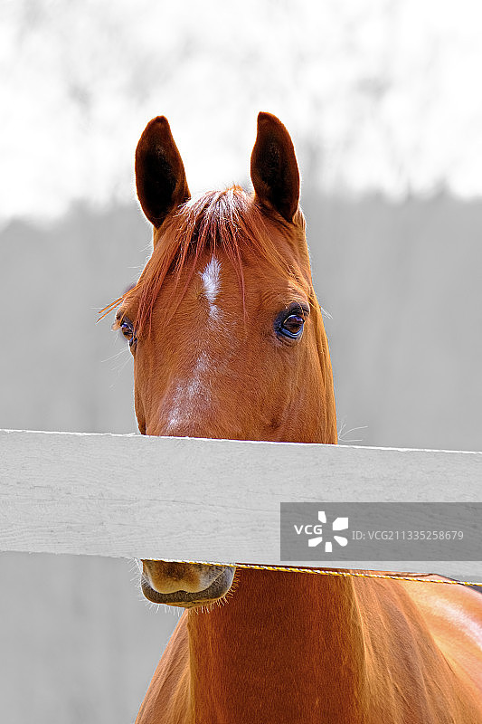 纯种马站立在天空背景下的特写图片素材
