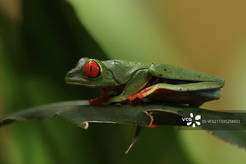 哥斯达黎加：叶子上昆虫的特写图片素材