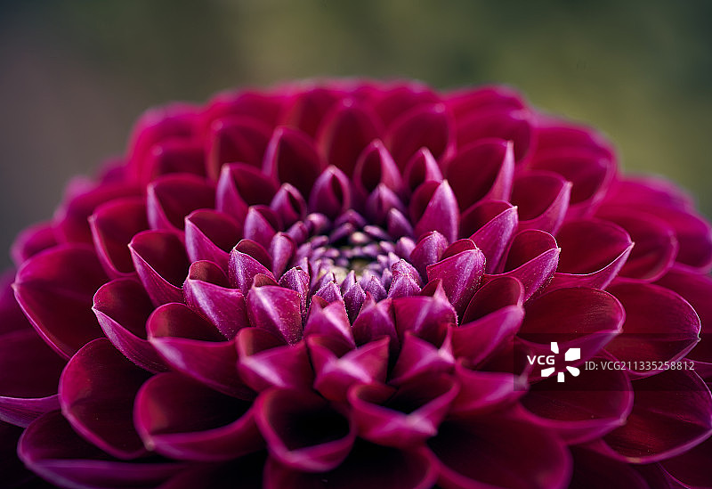 拉脱维亚里加的粉色大丽花特写图片素材