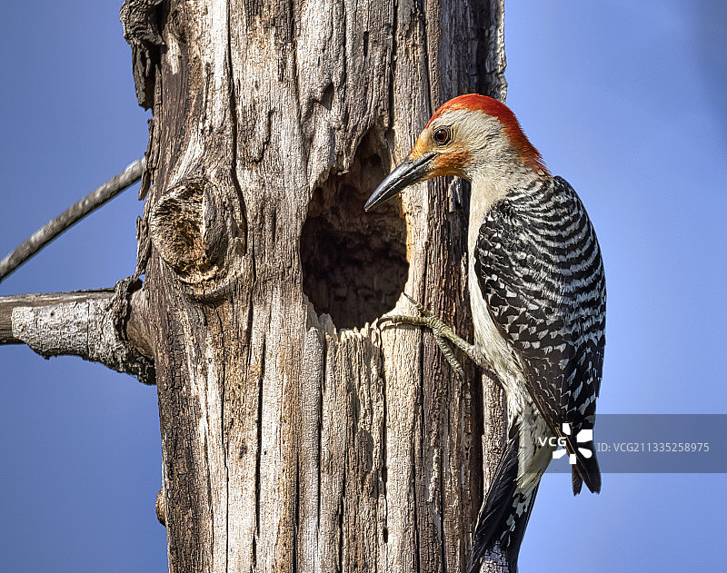 湛蓝天空下啄木鸟栖息树上仰视图图片素材