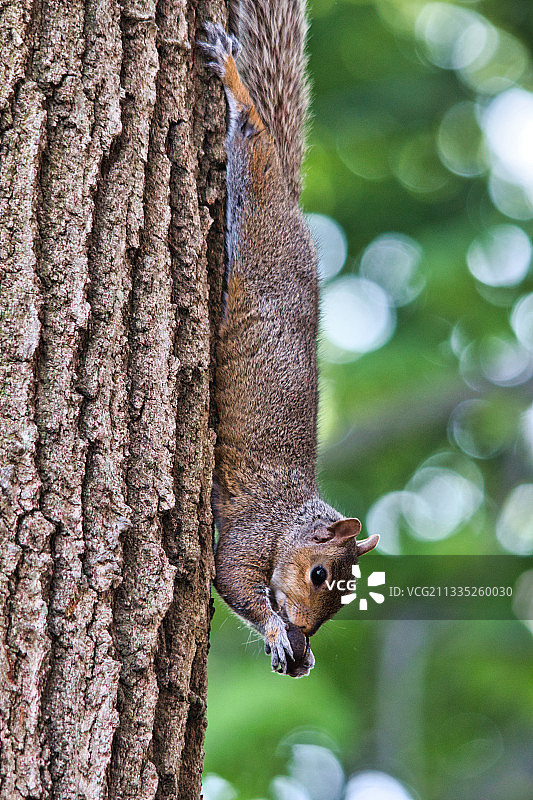 树干上灰色松鼠的特写图片素材