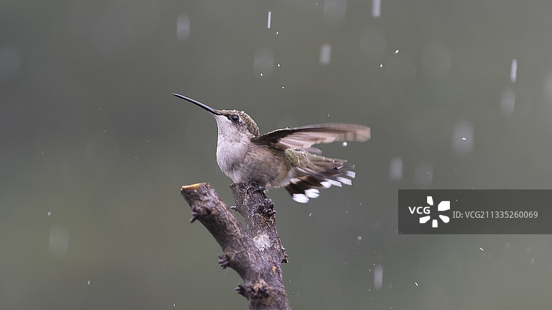 翠鸟，美国密苏里州高岭图片素材
