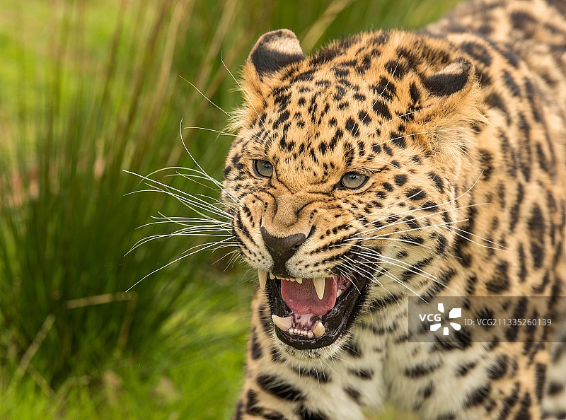 远东豹的特写图片素材