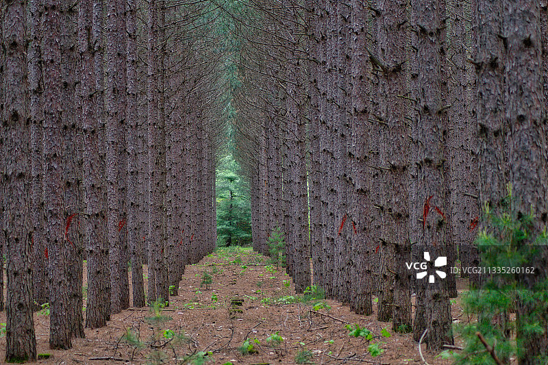 美国森林中的树木图片素材