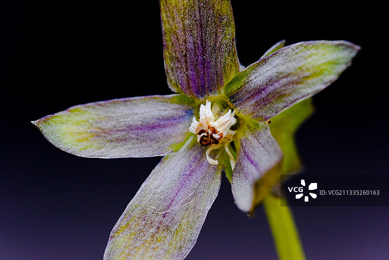 黑色背景下的紫色植物特写，加拿大马尼托巴温尼伯图片素材