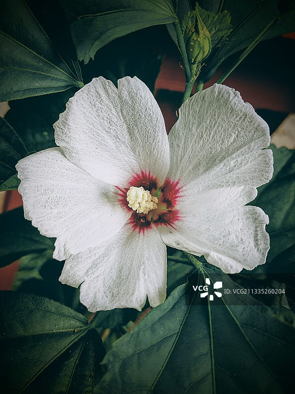 白色芙蓉花特写图片素材