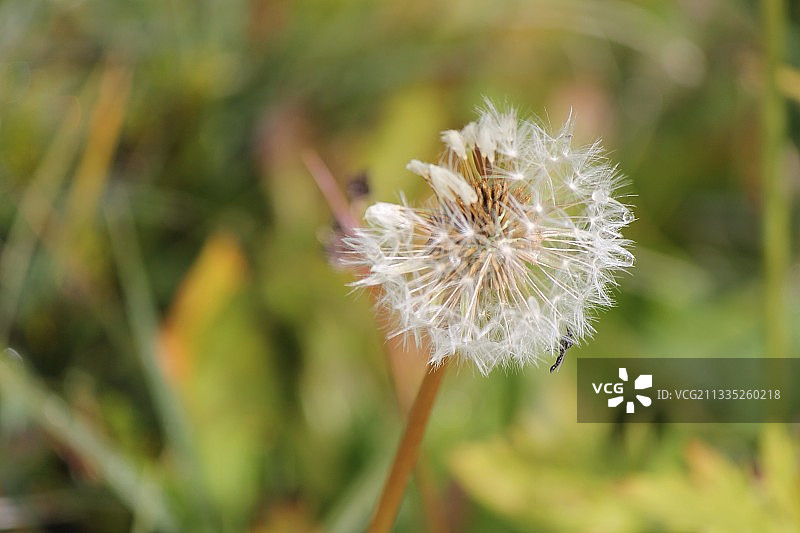 格陵兰的蒲公英花朵特写图片素材