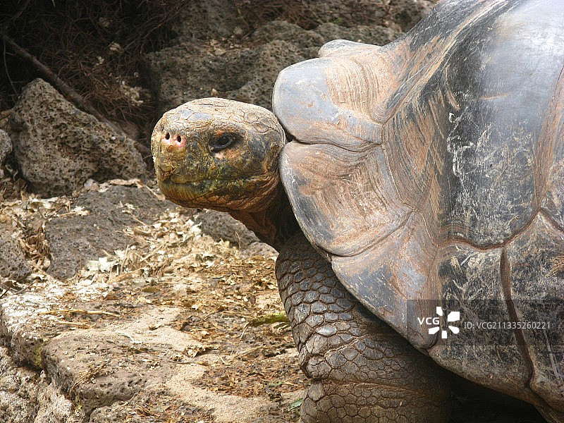 加拉帕戈斯群岛巨龟龟壳特写，厄瓜多尔图片素材