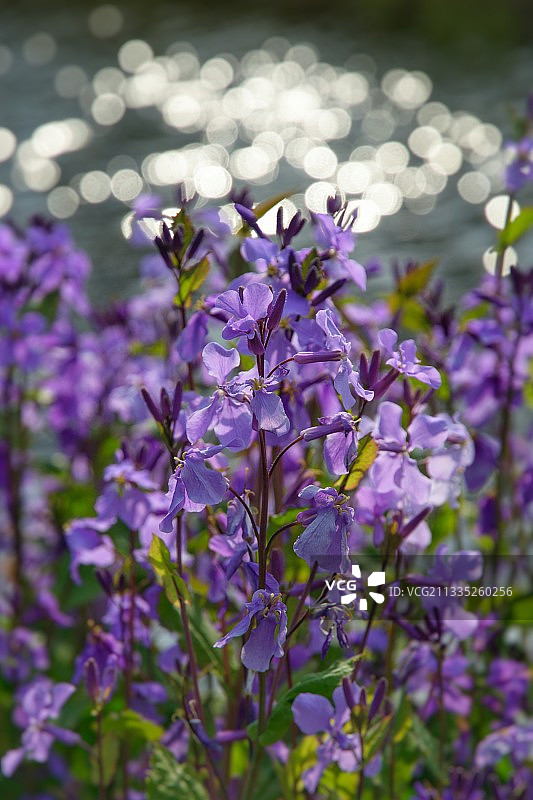 特写的紫色开花植物图片素材