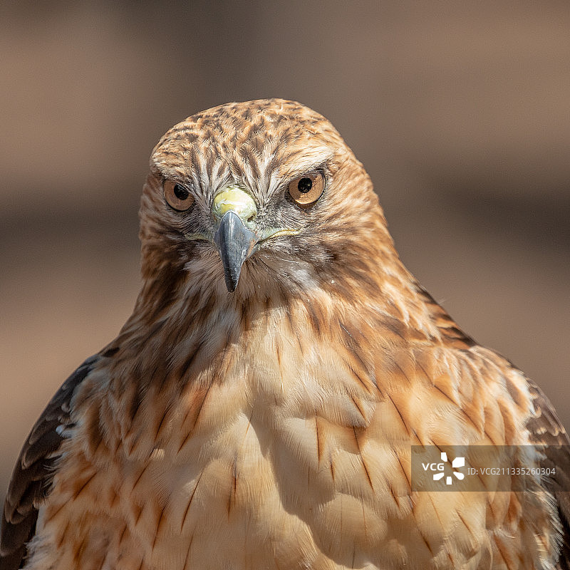 美国俄勒冈州本德市鹰的特写照片图片素材