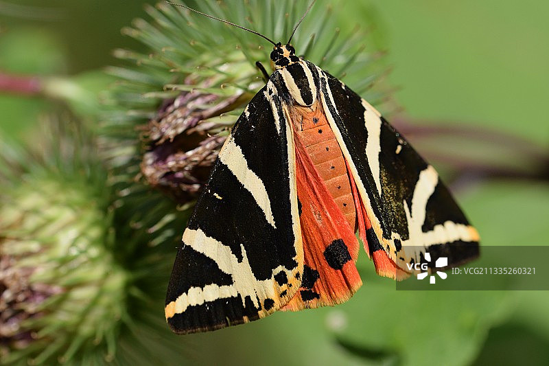奥地利克洛斯特新堡树叶上的蝴蝶特写图片素材