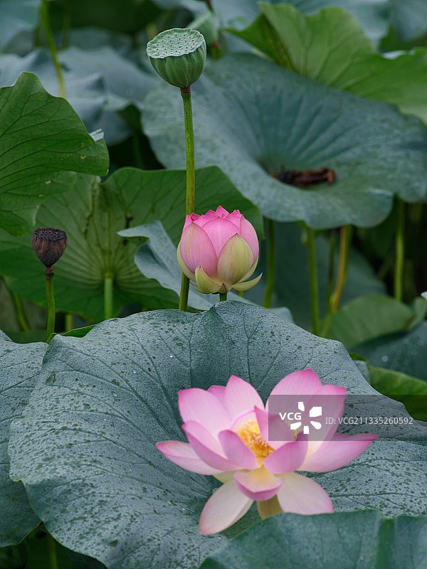 粉色荷花和睡莲的特写图片素材