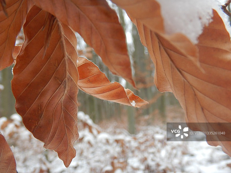 奥地利维也纳冬季植物上的干树叶特写图片素材