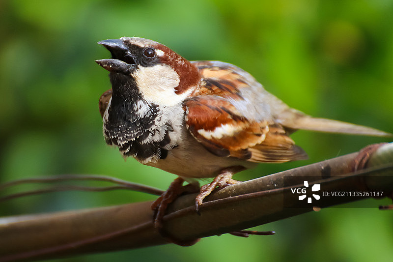 鸣禽栖息在树枝上的特写图片素材