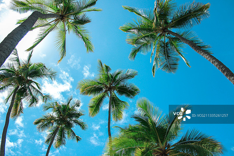 低角度拍摄的棕榈树与蓝天，夏威夷州，美国图片素材