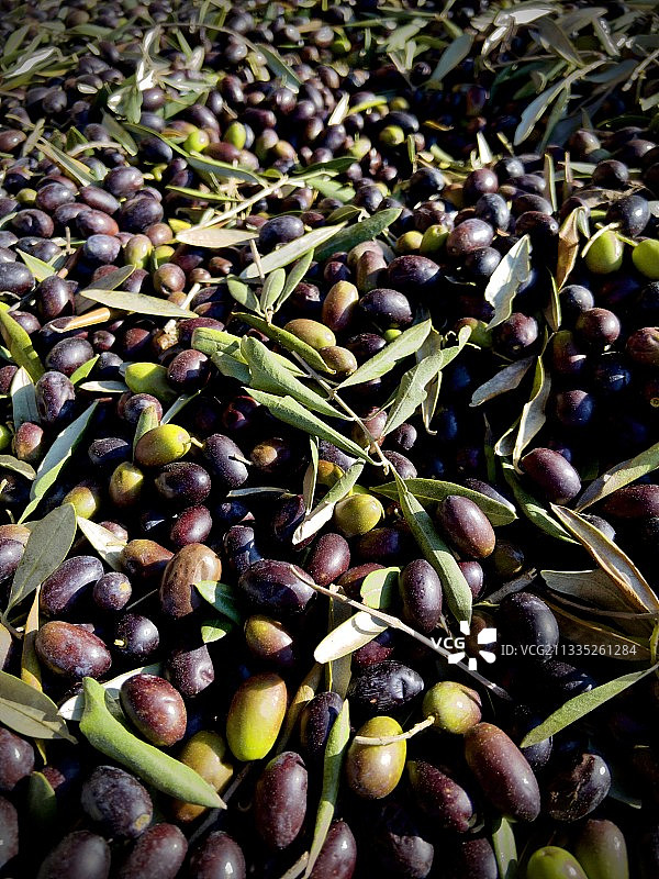 树上生长的橄榄高角度视图图片素材
