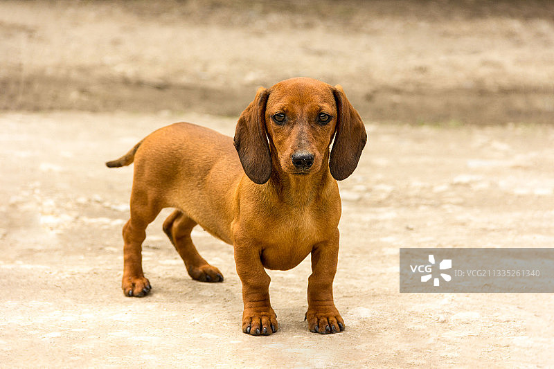 站在人行道上的腊肠犬人像图片素材