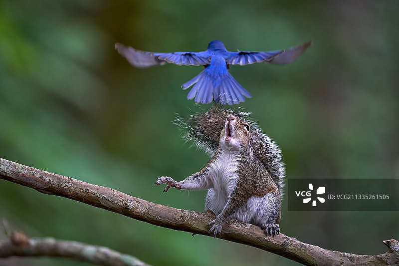 鸣禽栖息在树枝上的特写图片素材