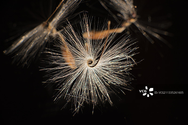黑色背景下的蒲公英特写图片素材