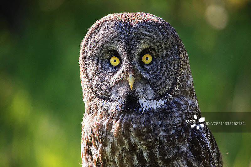 加拿大阿尔伯塔省埃德蒙顿灰林鸮的特写 портрет图片素材