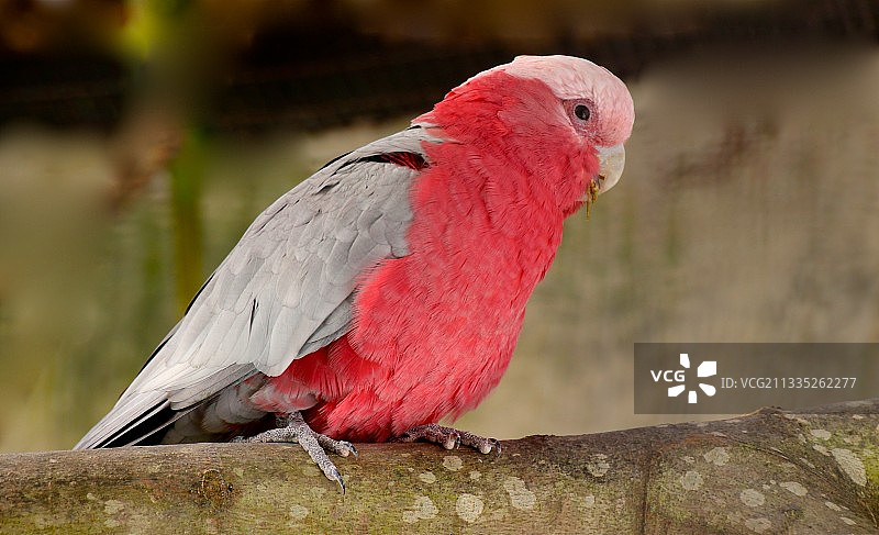 葡萄牙洛罗萨栖息在树枝上的鹦鹉特写图片素材
