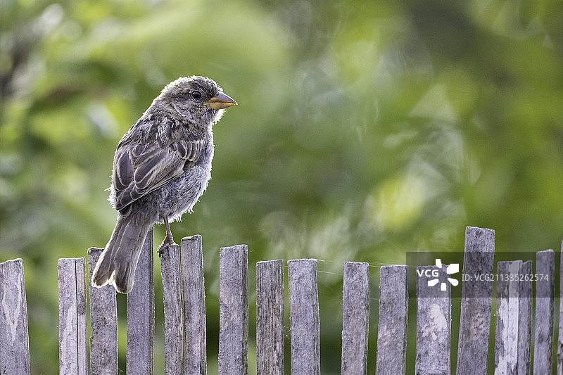 栖息在木栅栏上的鸟类特写图片素材