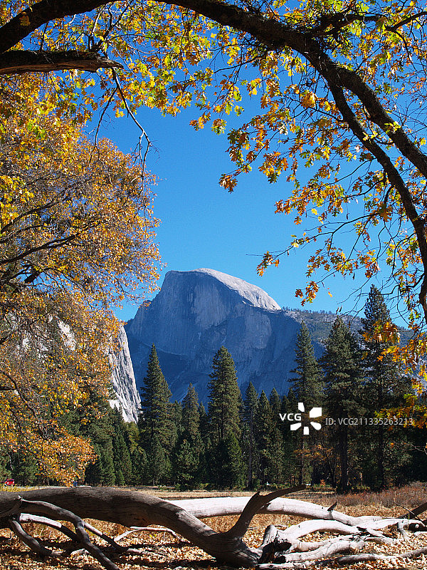 秋季优胜美地国家公园的树木景色图片素材
