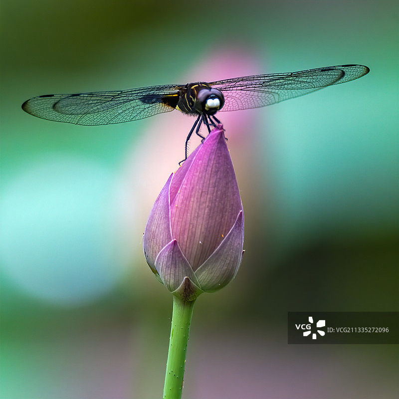 早有蜻蜓立上头（小品）图片素材
