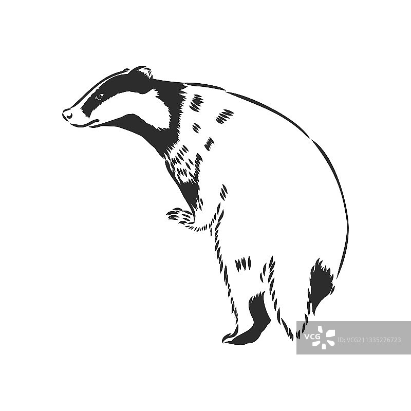 白色背景上孤立的獾素描图图片素材