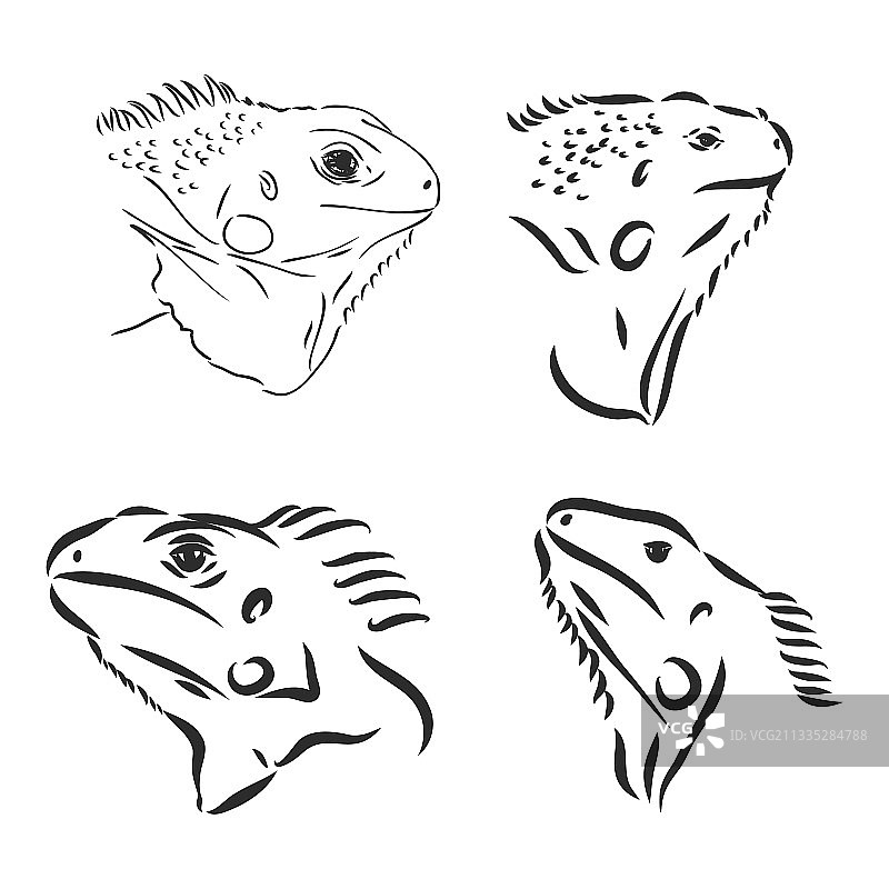 带有图案的黑白墨西哥鬣蜥图片素材