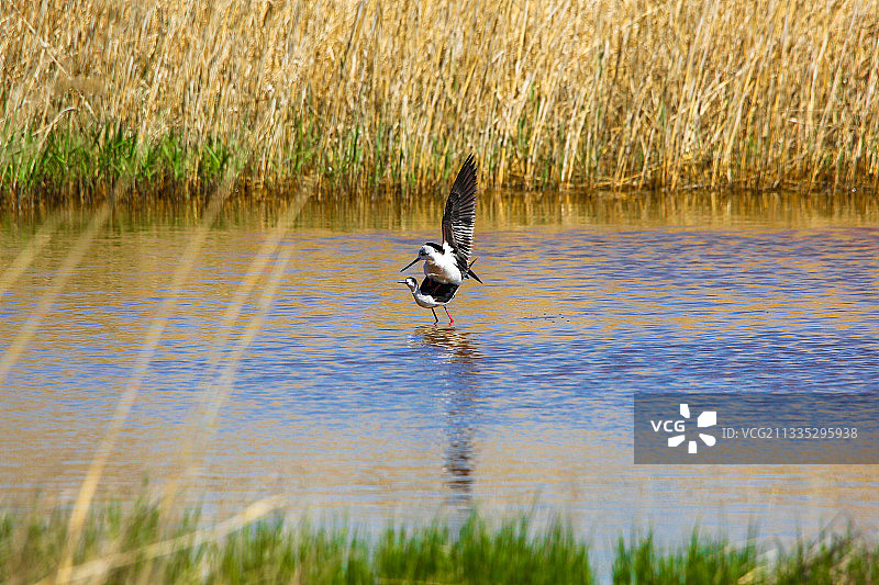 大庆：长脚鹬的恋爱季节图片素材