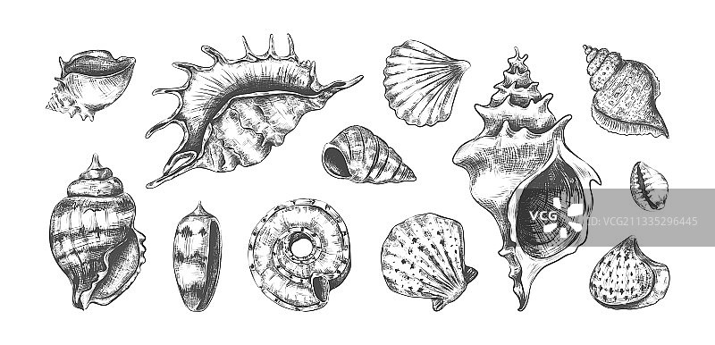 手绘热带海洋贝壳图片素材