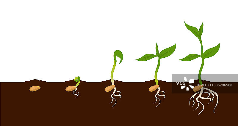植物发芽生长过程步骤图片素材