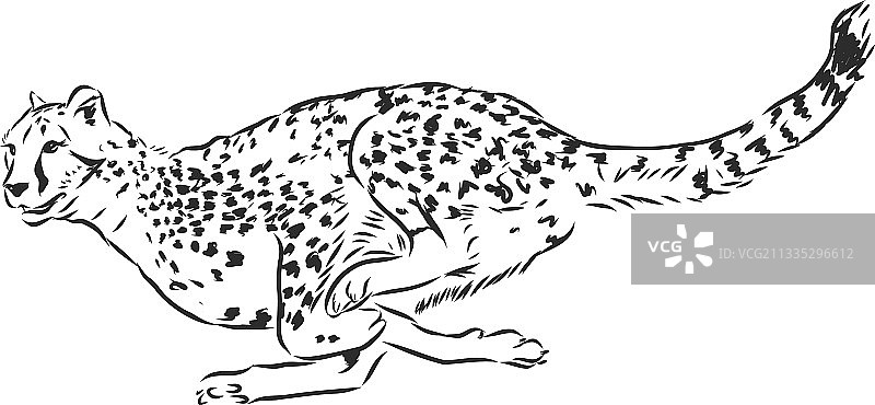 奔跑的猎豹非洲野生猫科动物素描图片素材