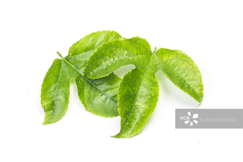 百香果叶图片素材