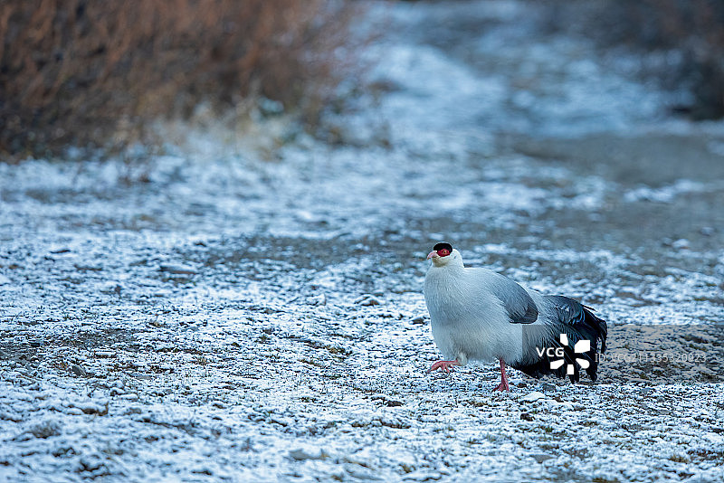 雪地白马鸡图片素材