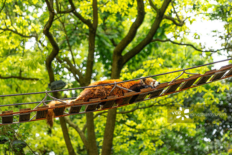 野生动物园里的小熊猫图片素材