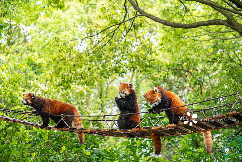 野生动物园里的小熊猫图片素材