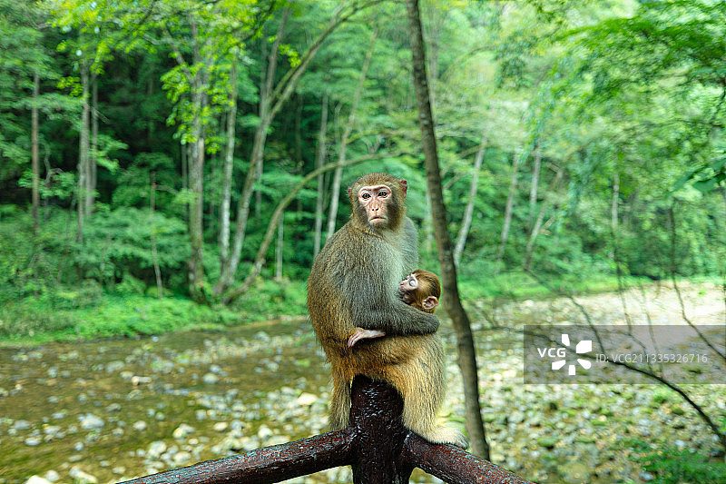 张家界金鞭溪，哺乳的猕猴特写，小猴正在母猴怀里安心吃奶图片素材