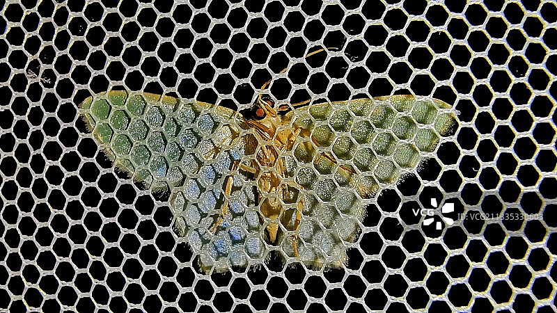 落网！图片素材