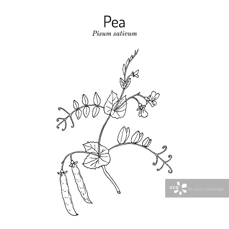 新鲜青豌豆图片素材