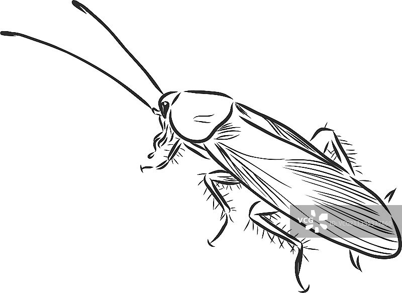 蟑螂害虫写实素描图片素材