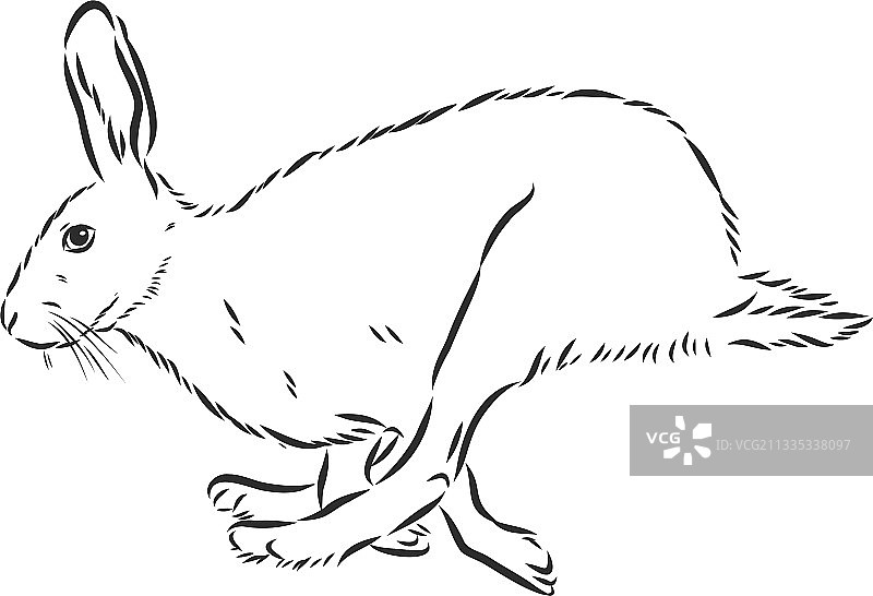 野兔涂鸦风格手绘图片素材