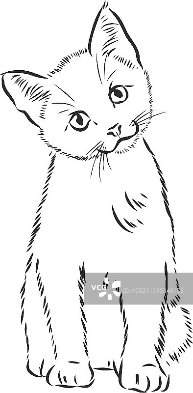 可爱的宠物猫写实素描图片素材